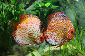 Ikan Discus