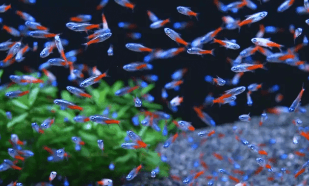 Ikan Neon Tetra